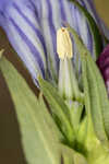 Catesby's gentian